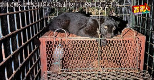 一黑豹被捕