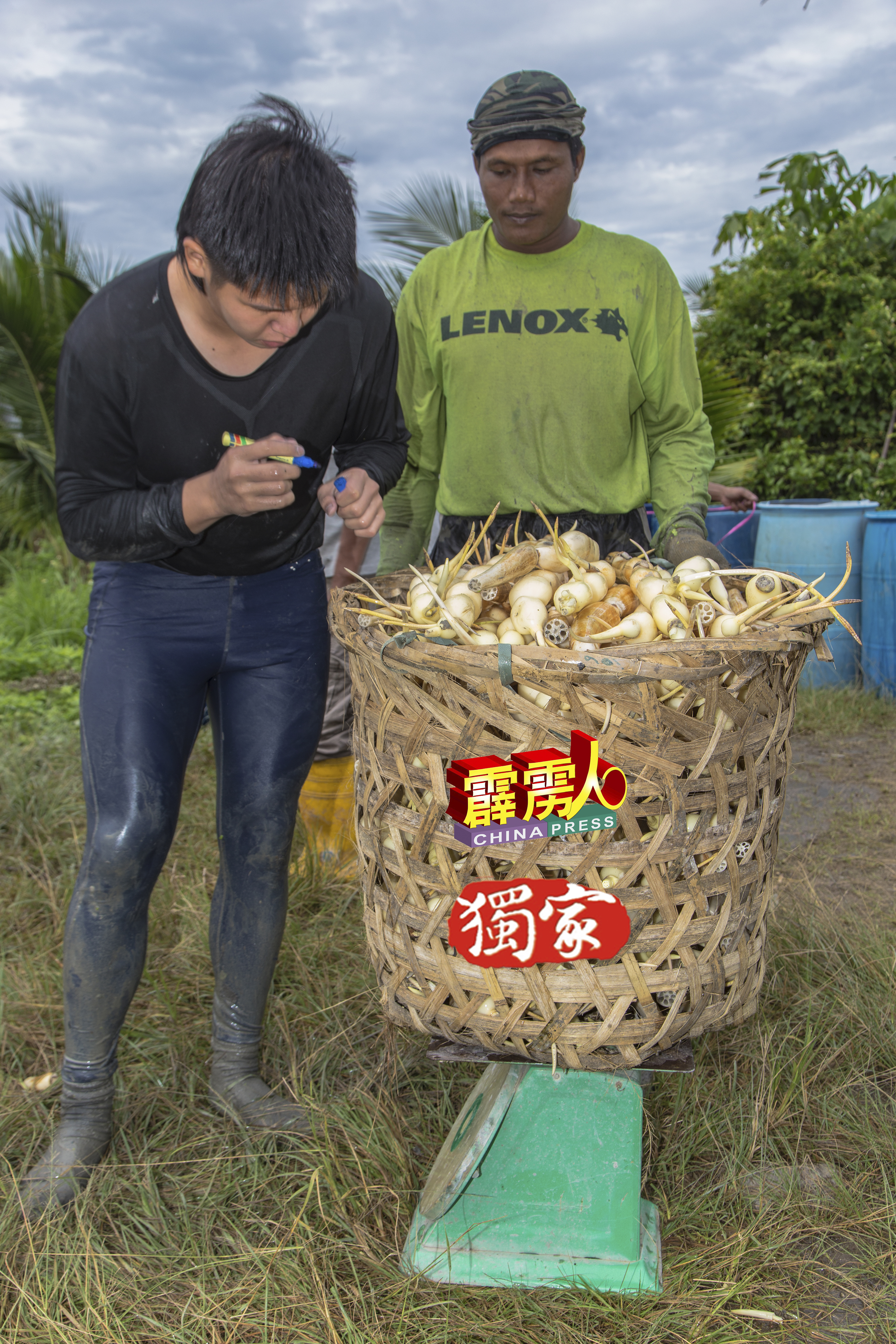工人每天的工资以每公斤计算，收入经常随着莲藕的市场价格浮动。
