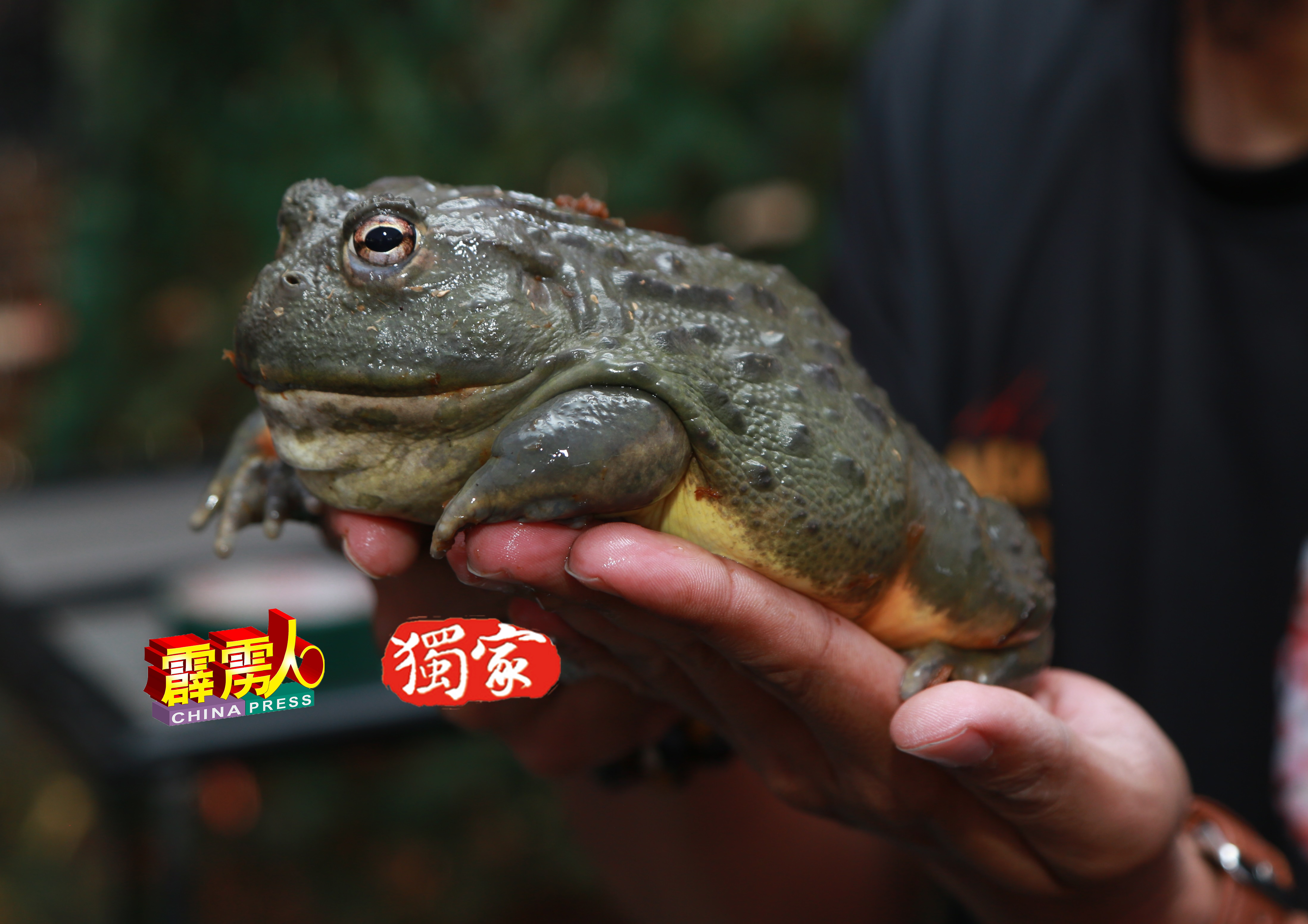 非洲牛箱头蛙成年有15吋大小，拥有20年寿命。