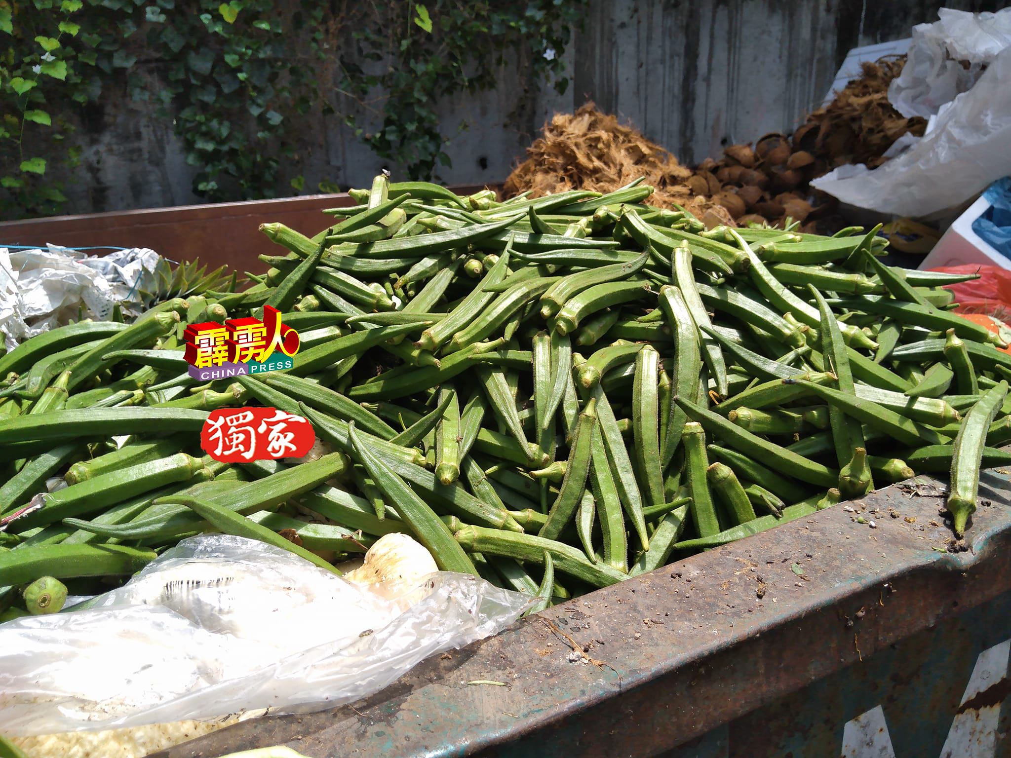 黄耀宗最近才把一批滞销的羊角豆丢弃，一来这些蔬菜不耐放，二来为控制价格。