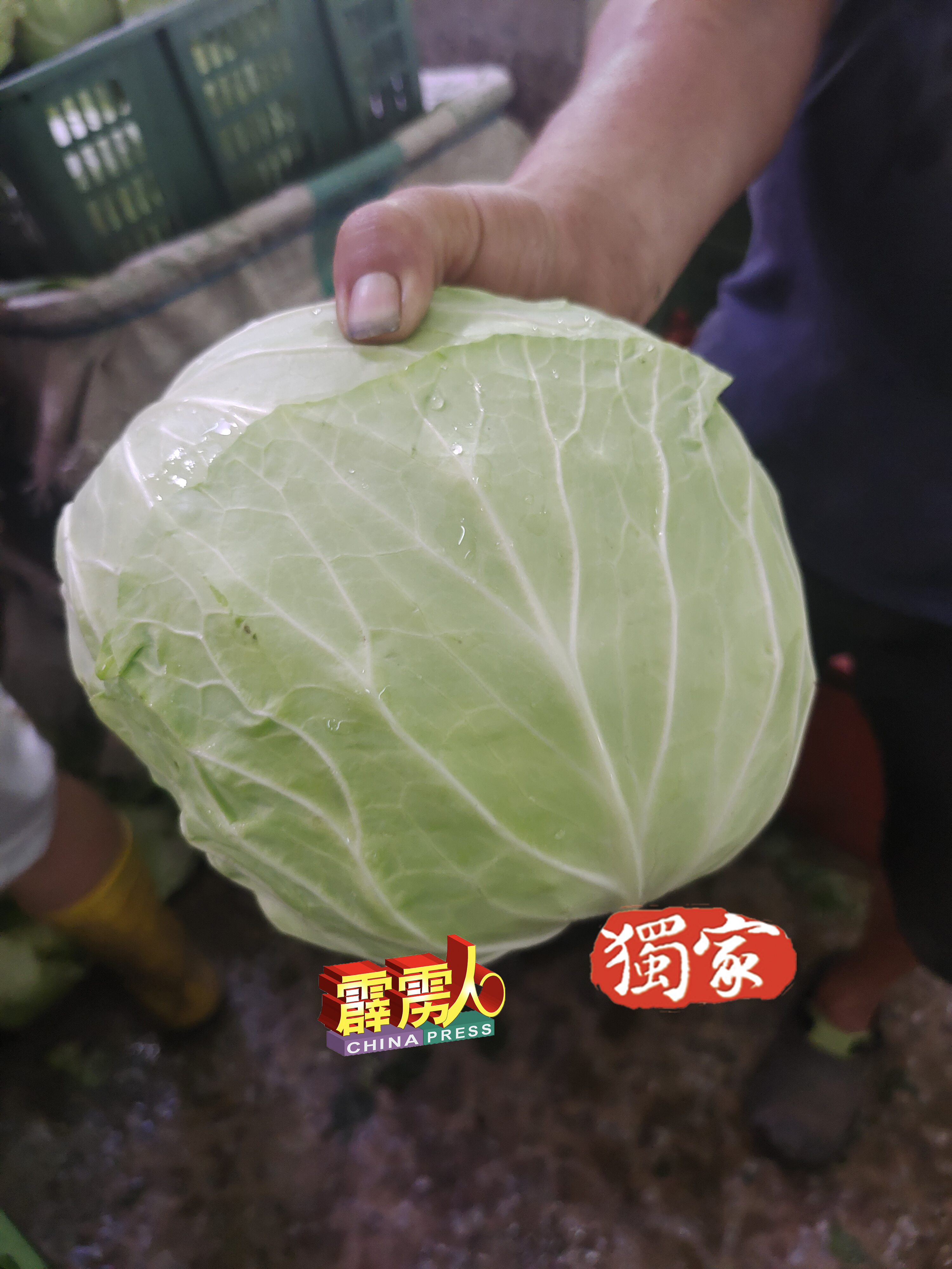 包菜属于耐放型蔬菜，在开斋节前一週，身价会水涨船高。