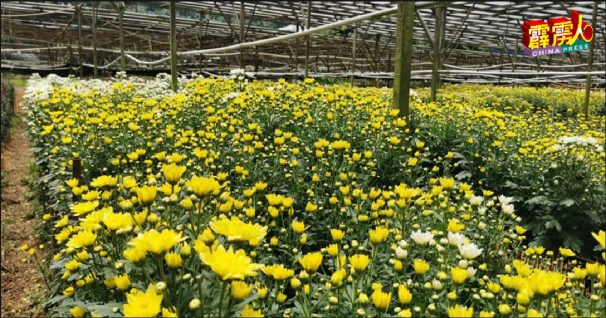 种种因素，清明节期间或会缺白色和黄色的菊花。