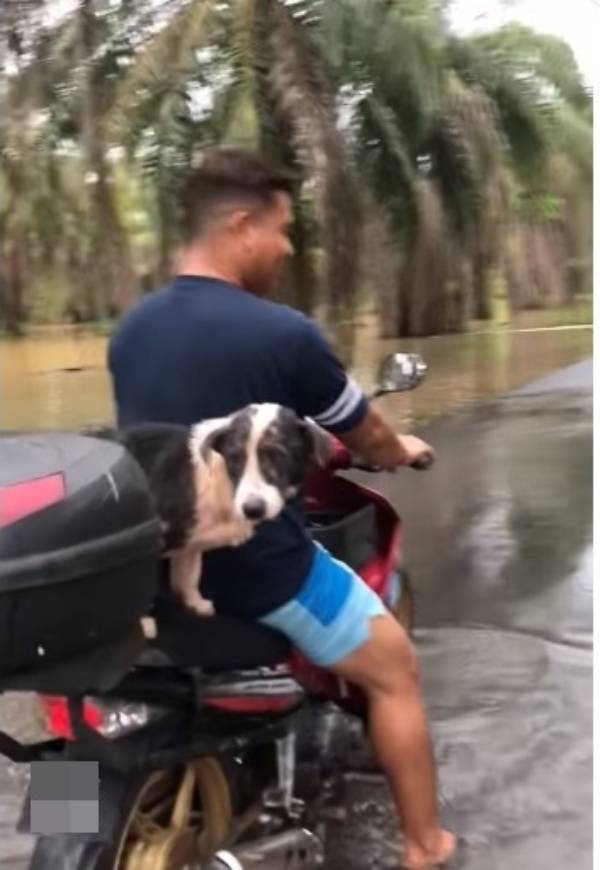 有网友分享一则短视频，一名男子骑着摩哆载着小狗。