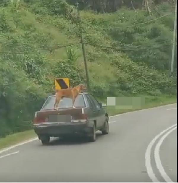 有网友分享一只狗站在车上，跟随车主兜风的有趣视频。（图：视频截图）