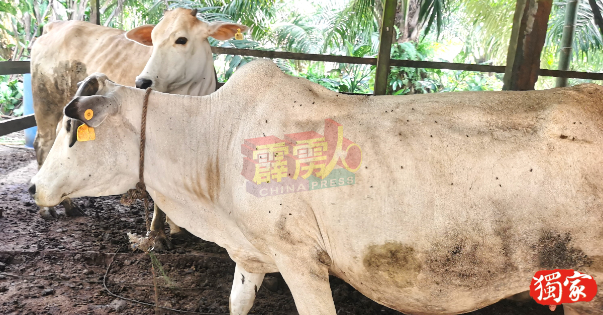 曼绒市议会呼吁牛主能向兽医局注册所饲养的牛隻，保障自身的利益，也有助饲主辨认牛隻身分。