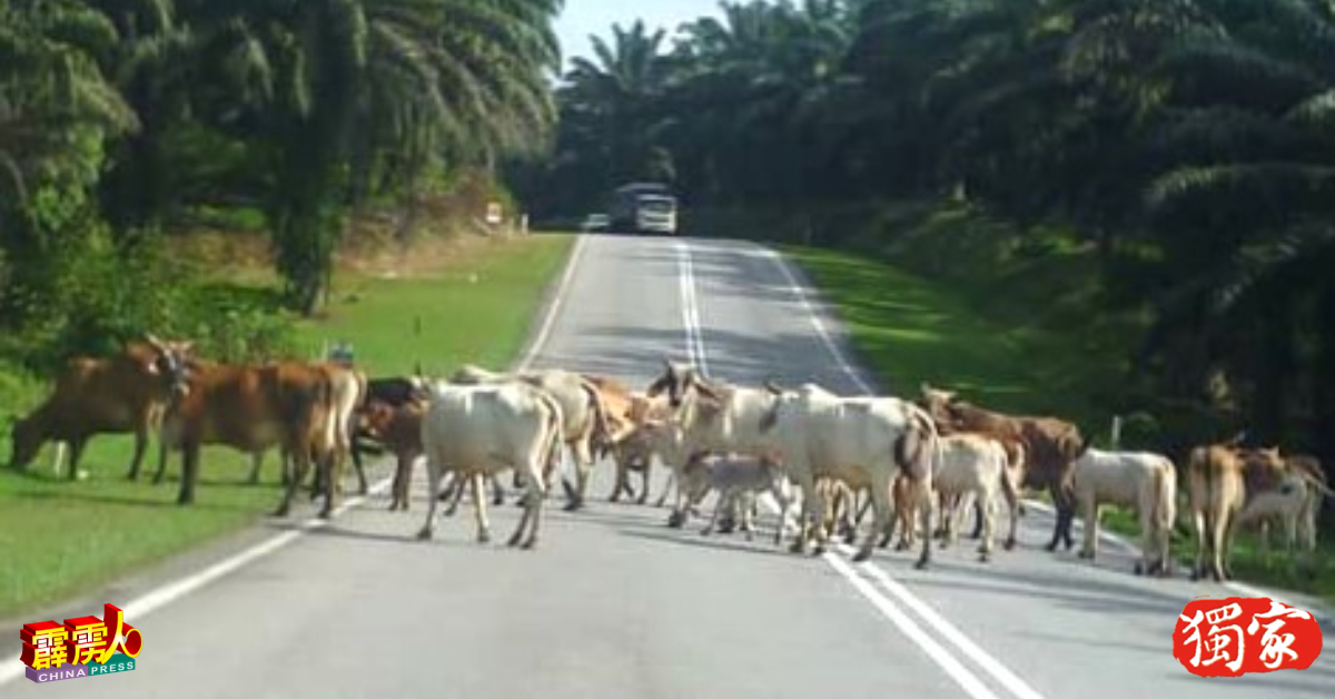 牛群挡路，不仅造成交通不便，更已严重威胁道路使用者的安全！（档案照）