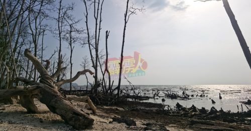 马来渔村隐藏美景    哥打贝壳海滩   待探索