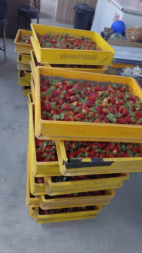 草莓业者把卖不完的草莓加工，或是冷冻起来或是自煮草莓酱，以便再卖出去。