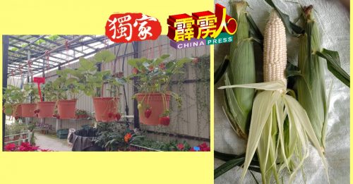 穆斯林同胞斋戒月 金马仑草莓和玉米也吹冷风