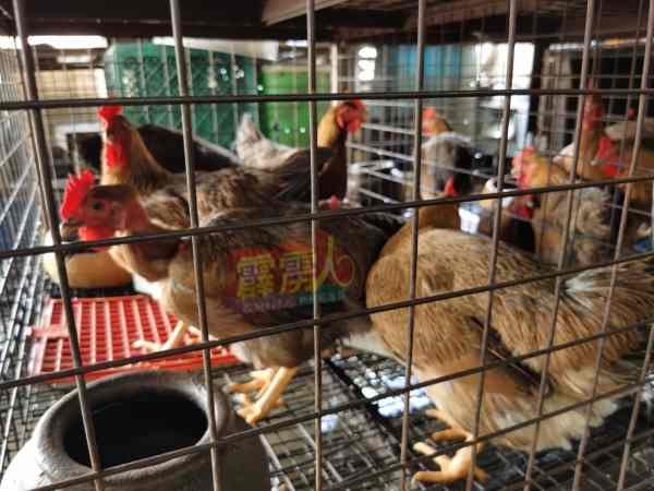 目前的甘榜鸡价格稳定，而价格也随各区所饲养食用的材料而定。