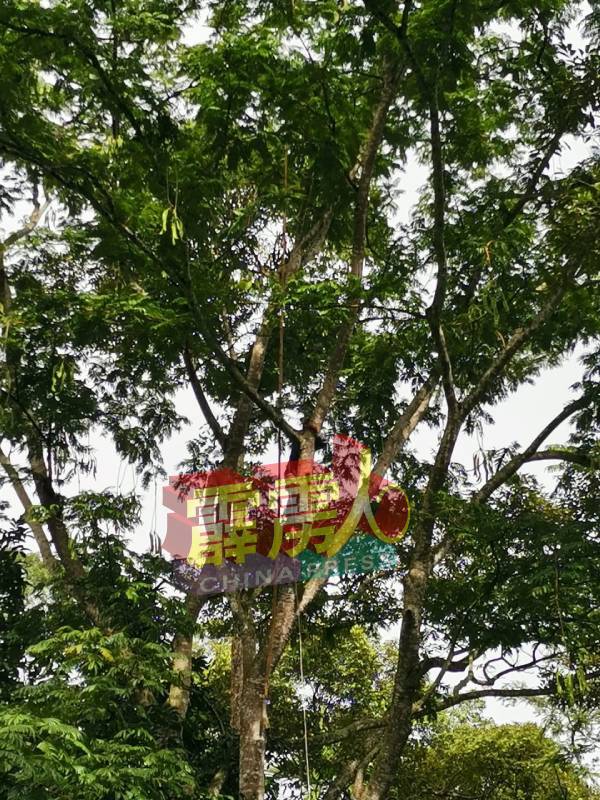 产自峇都古劳的臭豆，销售至太平、槟城及吉隆坡的市场。