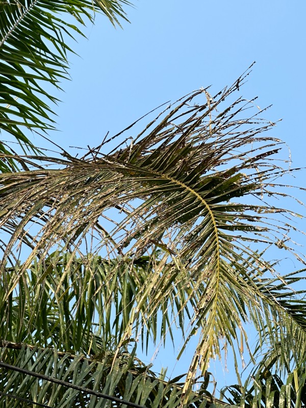 天气酷热，布袋虫大量繁殖，约10天就可啃光大幅树叶。