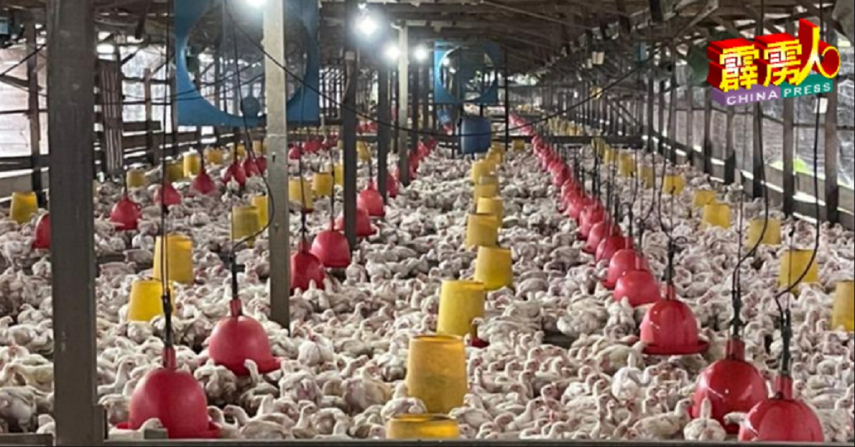 目前大部鸡农都是采用传统式饲养鸡只，如落实封闭式养殖则需花费高昂成本。 （受访者提供）