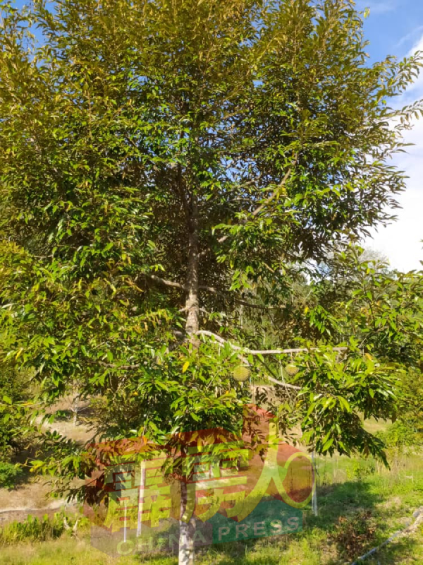 梁自强榴槤园里的黑刺新树，预料在今年6月杪或7月会有收成。