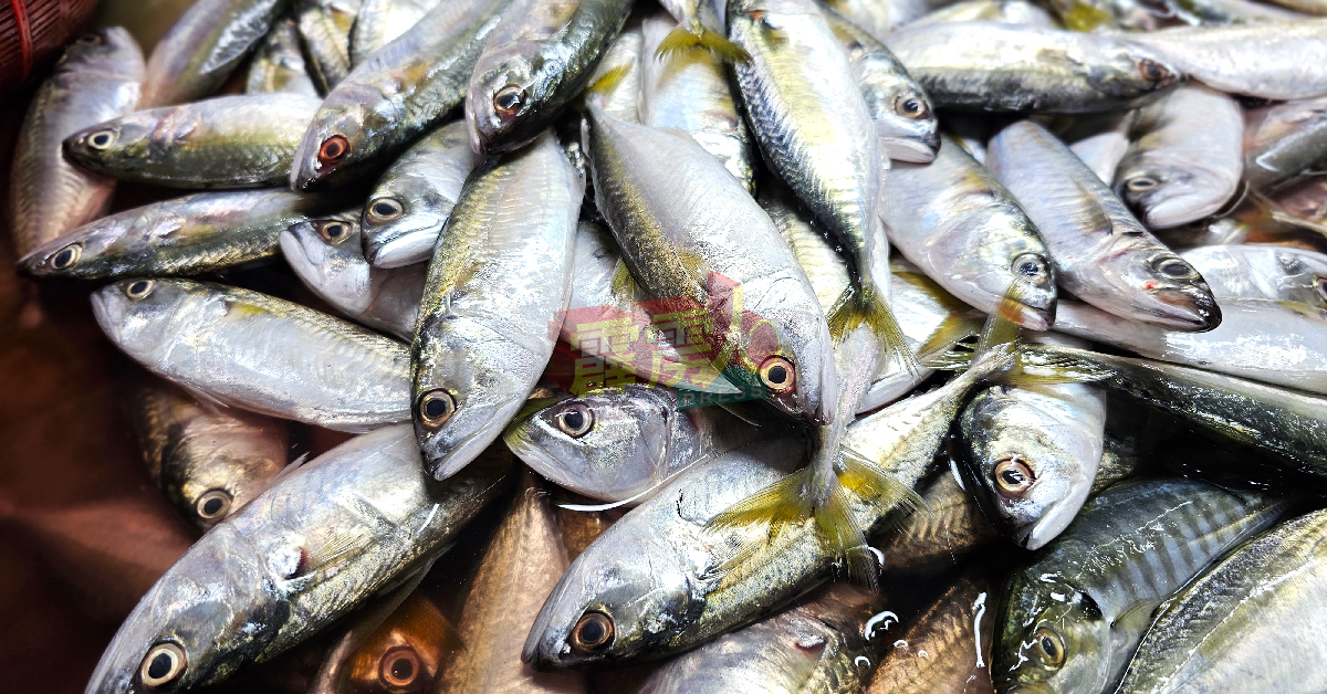 价格较其他海鲜更经济的甘望鱼，是目前最热销的海鲜。