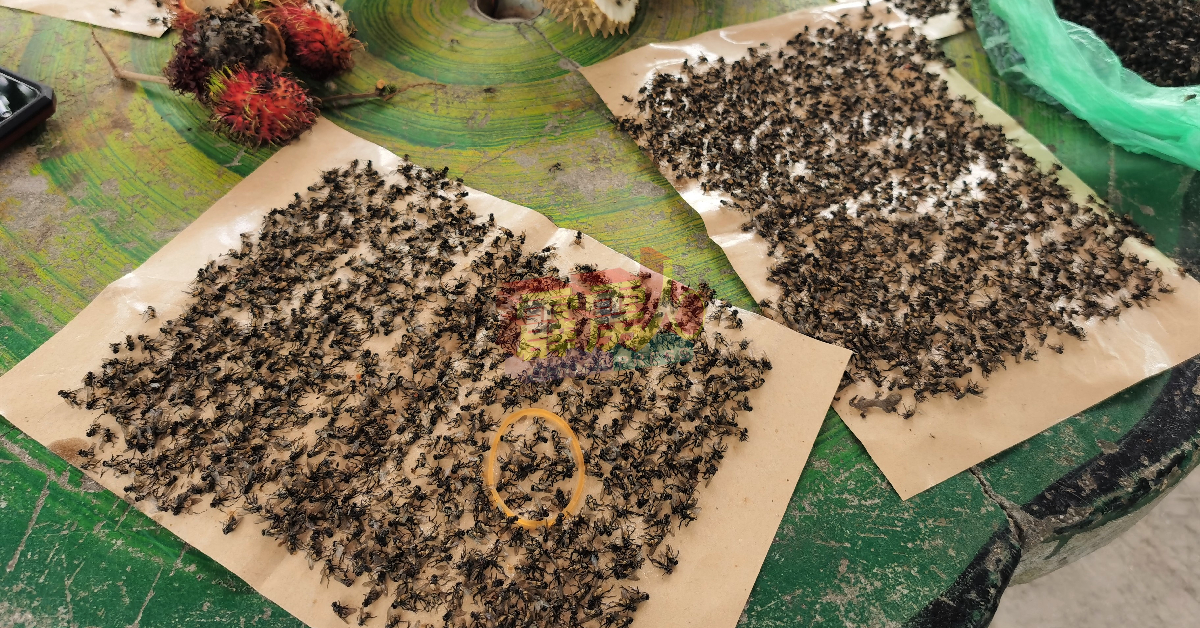 曼绒长年未解决的苍蝇问题，令曼绒被喻为霹州最多苍蝇的区域！（档案照）