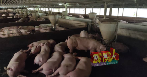 霹雳州政府放眼在今年12月，完成州内30%现代化养猪场的申请。（档案照）