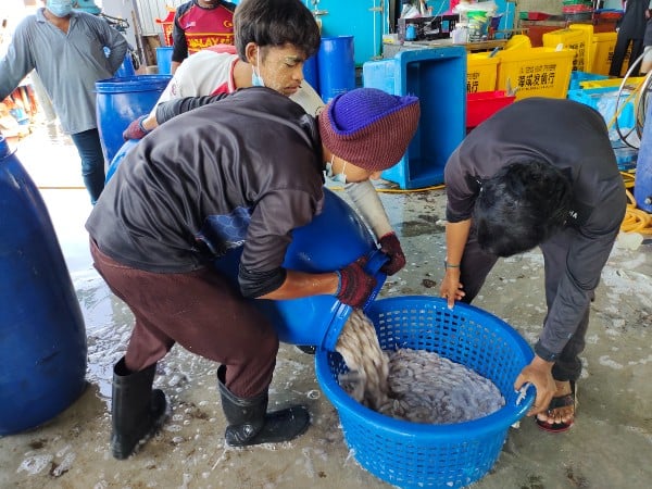 若渔民无法获得柴油补贴，海民无力出海，海产供应量必会大减。