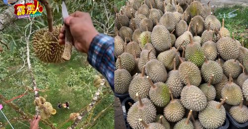 ◤霹雳头条◢ ◤泰国採割榴莲风◢ 1万粒门槛太高 江沙园主计划联手出击