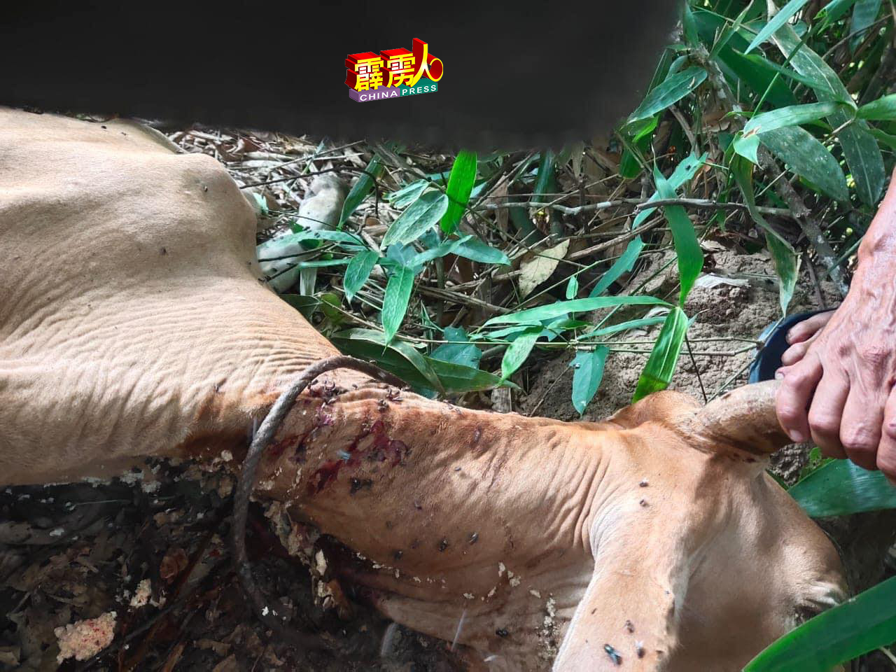 位于玲珑甘榜仄坡于5日发现有一隻被猛兽攻击的牛尸，表面有噬咬及抓伤的痕迹。