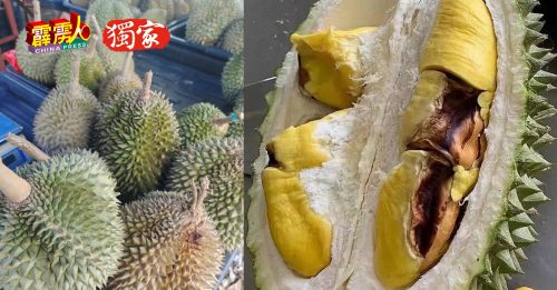 ◤霹雳头条◢ 黑种子令价格受挫  江沙猫王入尾季  价回升