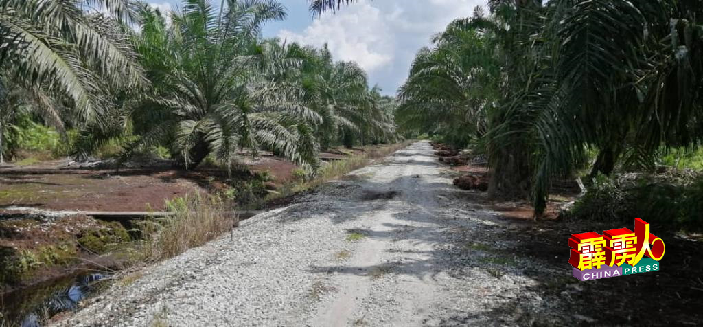 霹州内仍有部分油棕园业者，担心果实收购价下降影响生计。