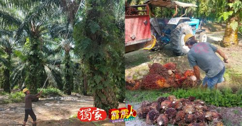 ◤霹雳头条◢ 大豆油丰收竞争 棕果收购价降至每吨570令吉 小园主高呼吃不消
