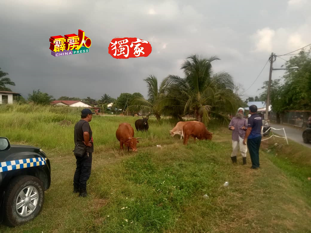 执法人员在江沙胡姬园发现游荡牛群与牛主。（李宗新提供）
