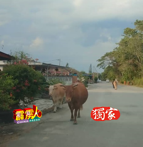 牛隻在花园住宅区游荡。（李宗新提供）