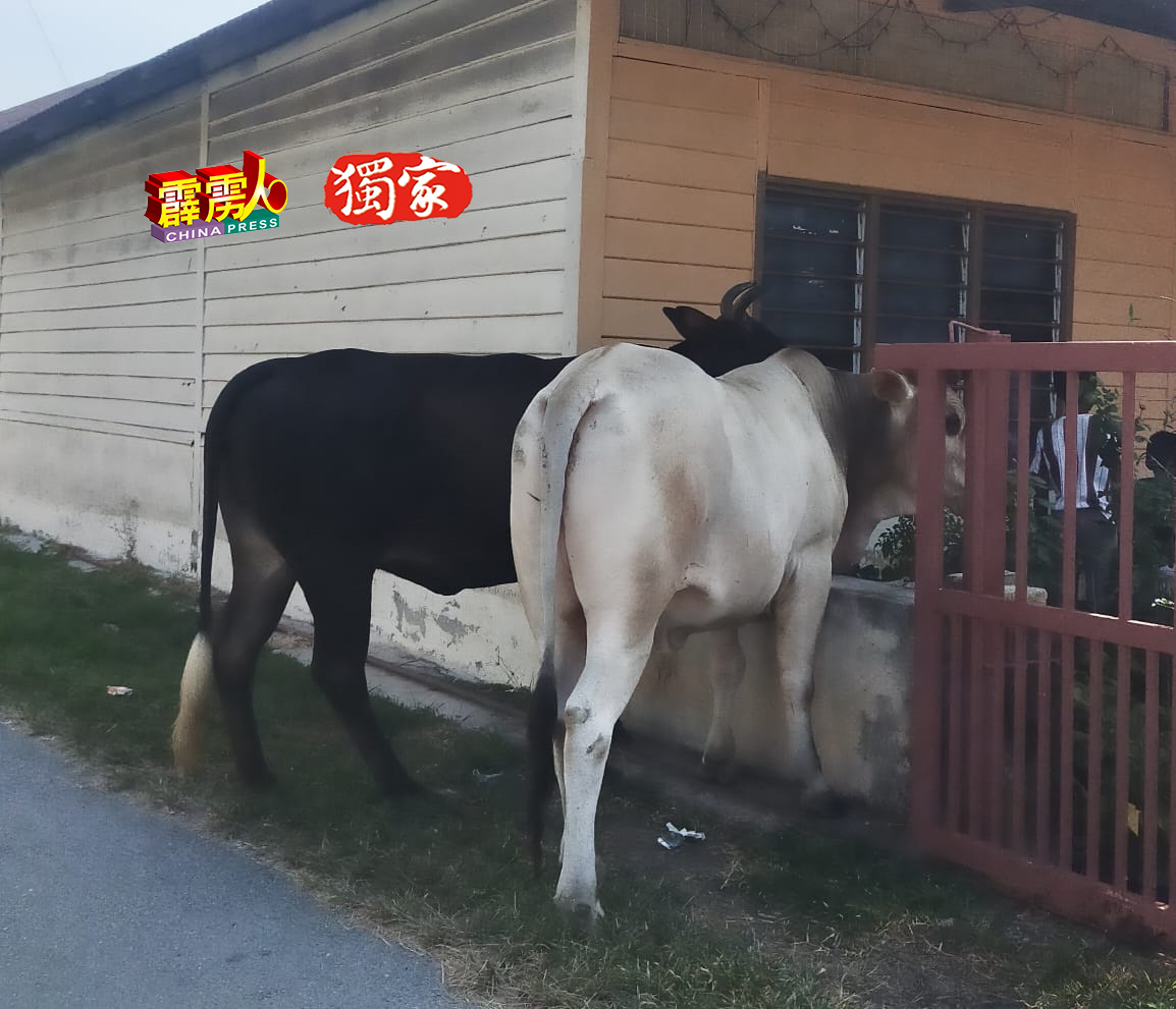 两头牛几乎要闯进住家，给屋主带来困扰。（李宗新提供）