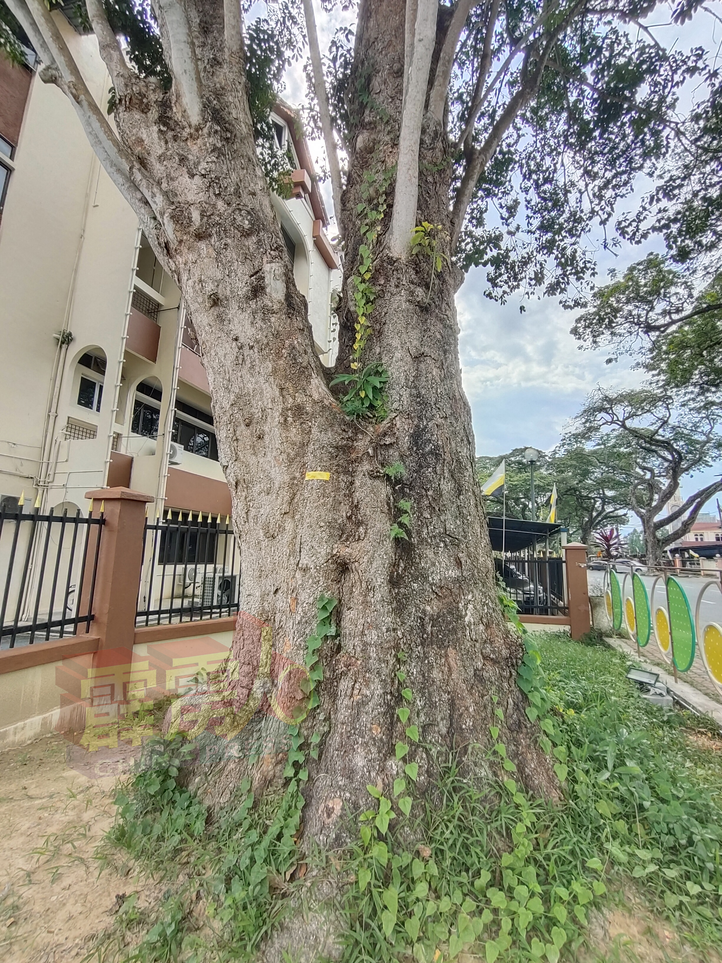 虽然已经146岁，不过全马最古老橡胶树仍茁壮成长，每年需花费3000至5000令吉的保养费。（档案照）