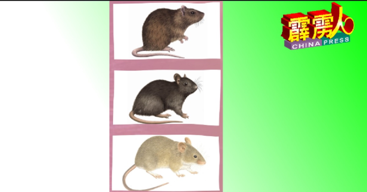 国内城市老鼠主要分为3种，由上而下的老鼠，分别是沟鼠（Rattus norvegicus）、屋顶鼠（Rattusrattus）和小家鼠（Mus musculus）。 （自市政厅传单）