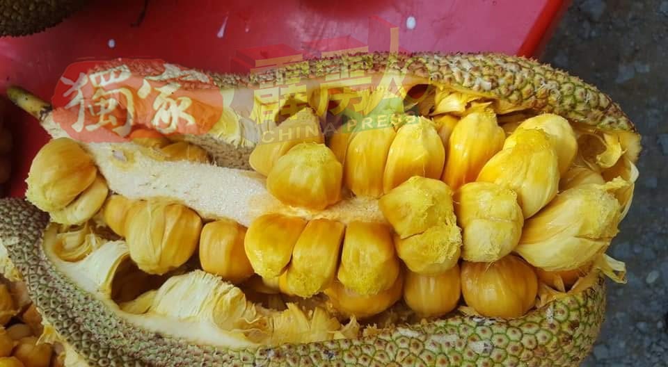 靠近江沙利民加地新村，是国内着名的尖不叻生产地，尤其是蜜糖尖不叻（Madu Cempedak）更是举国闻名。
