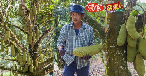 ◤霹雳头条◢量少价翻近一倍 A级蜜糖尖不叻   贵吃
