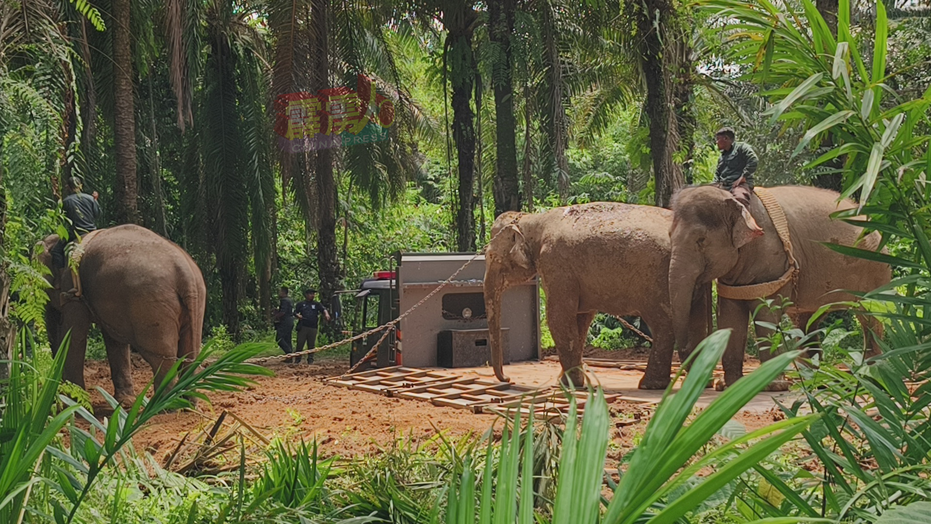 当局从登嘉楼双溪迪卡大象保护中心带来两头驯象充当“说客”，将野象夹在中间，步行到备候多时的拖格罗厘。