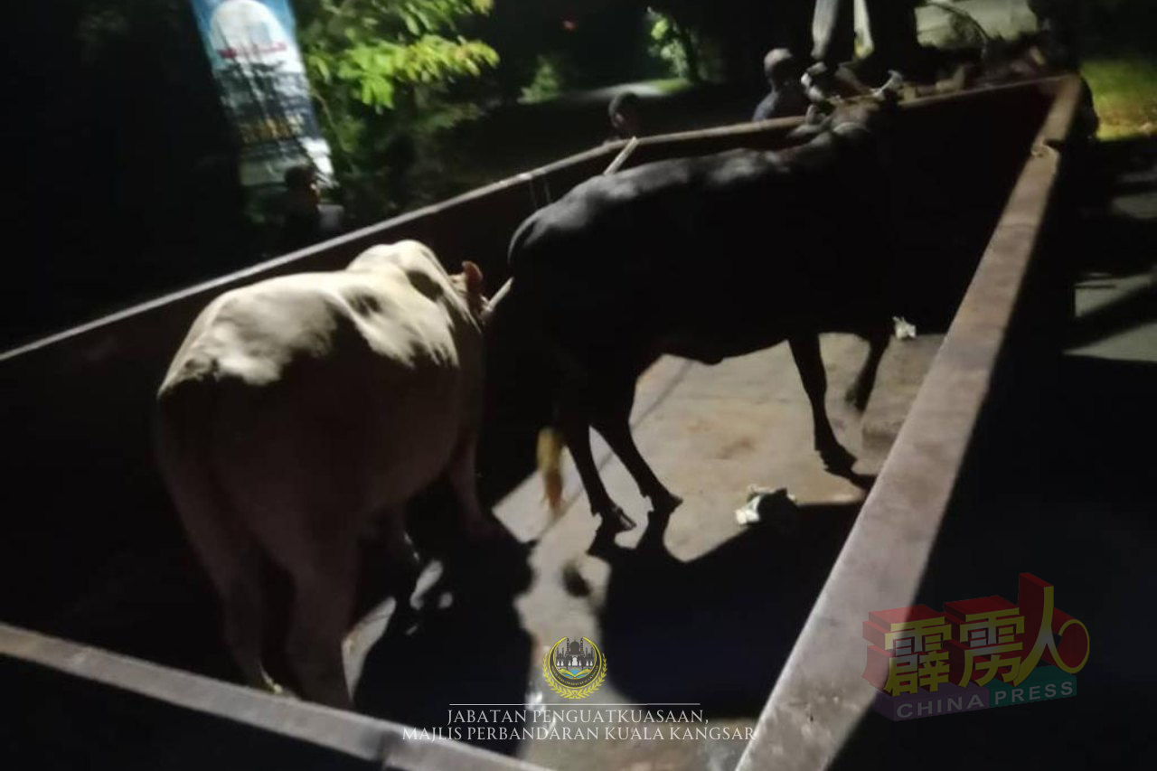 遭逮捕的3头牛，被带返位于江沙拿督沙咯路的江沙市议会充公室内。（图自江沙市议会面子书）