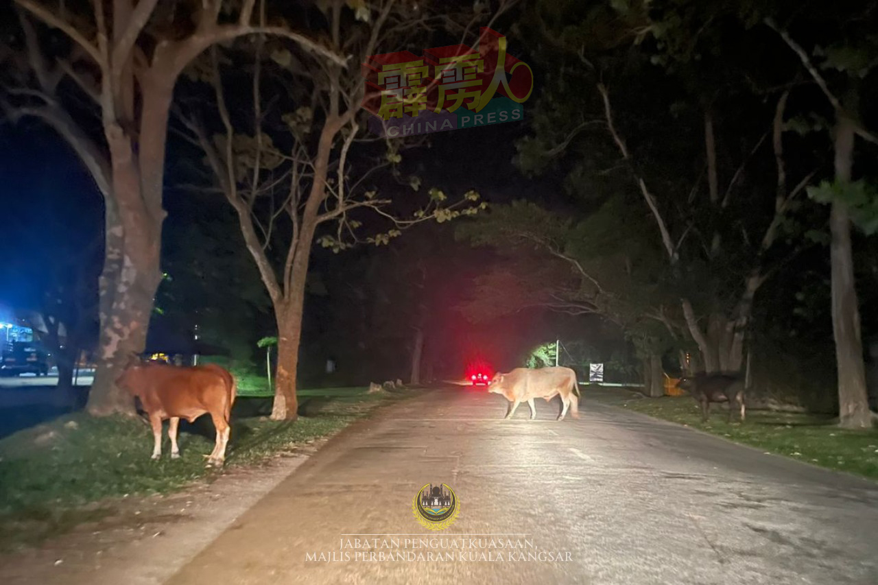 游荡的牛群夜晚霸佔公路，威胁公路使用者安全。（图自江沙市议会面子书）