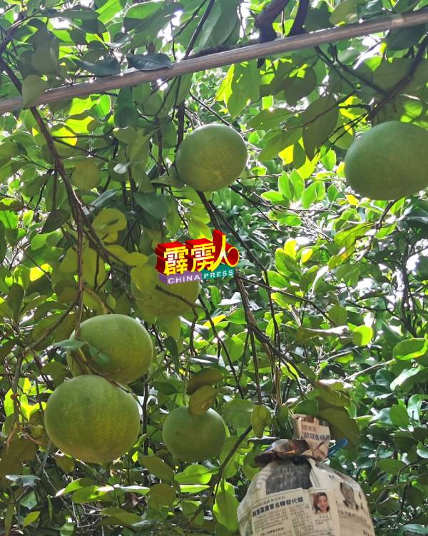 打扪高晶绿色生态柚子园部分柚树结满果实，以供中秋节市场。
