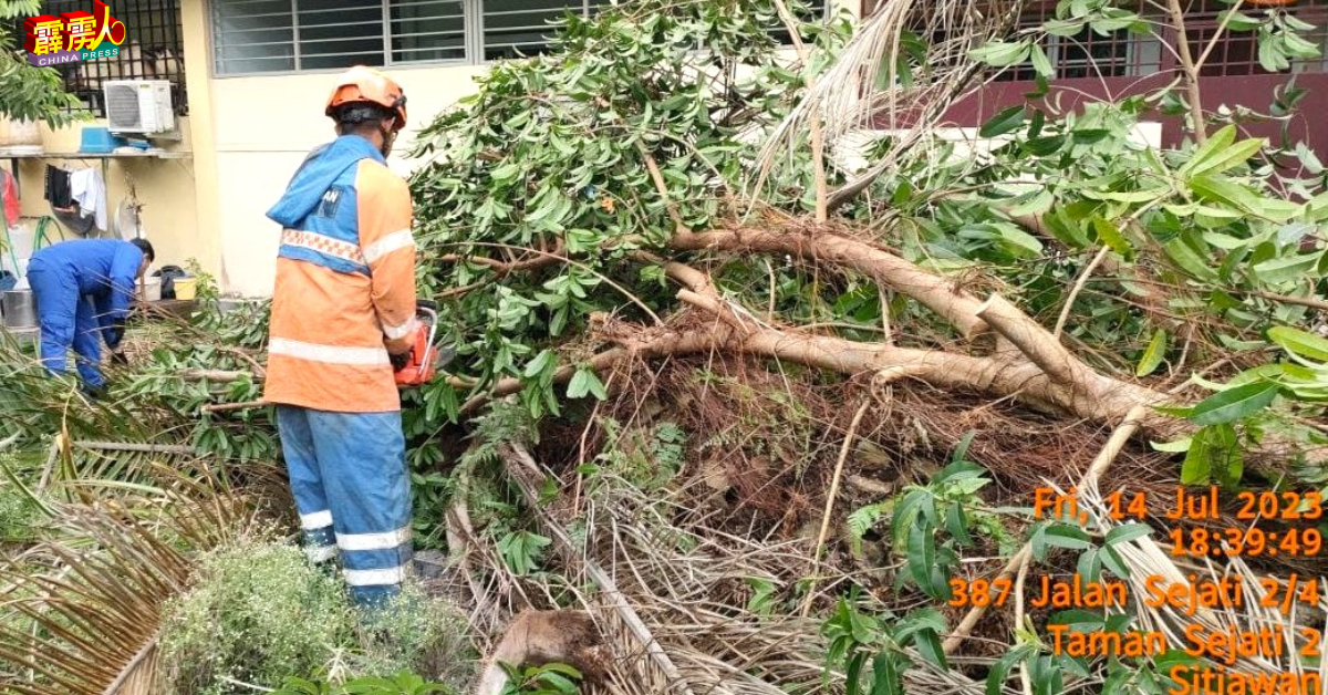 实兆远区发生油棕树被刮倒阻碍道路交通，曼绒民防部队协助清理恢復当地交通。（曼绒民防部队提供照片）