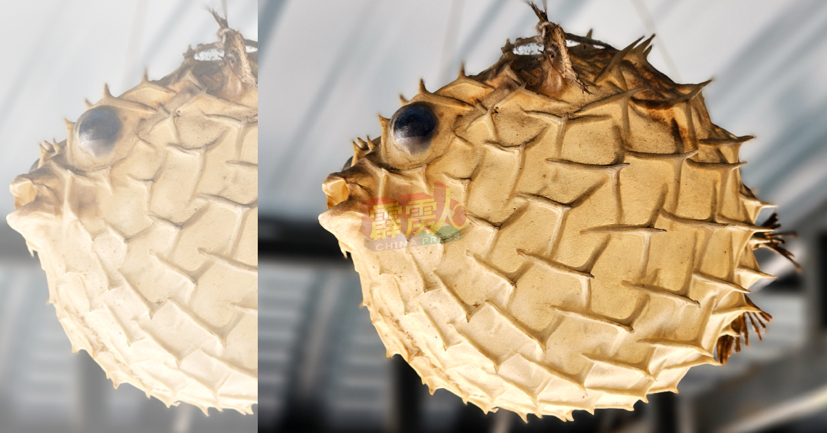“黄梨河魨”的尖刺长得较其他河魨类疏，但每根尖刺末端都有倒勾。