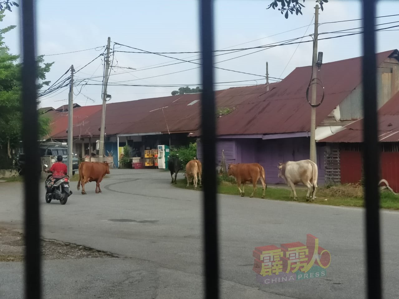 江沙市议会警告牛主，勿再任意让牛群四处游荡，否则该会执法人员不再是捉牛罚款了事，而是直接捉牛拍卖！