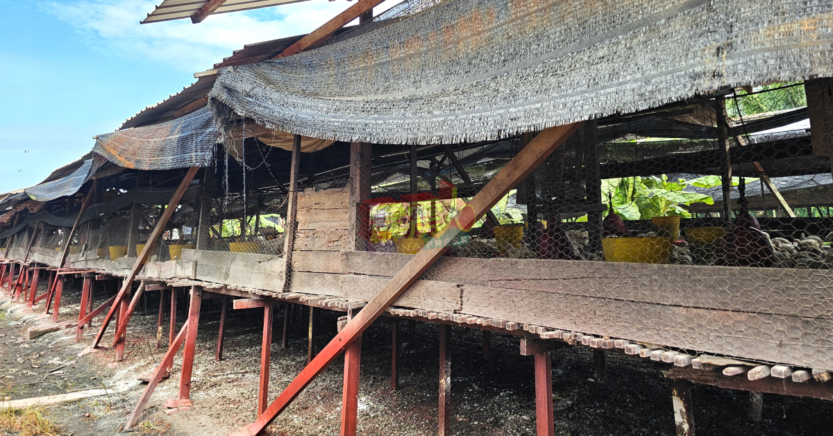 霹州内目前仍有约58%的传统开放式养鸡农场。（档案照）