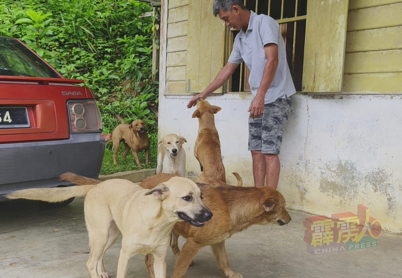 张锦兴（阿兴）：财哥遗下6只爱犬待领养。