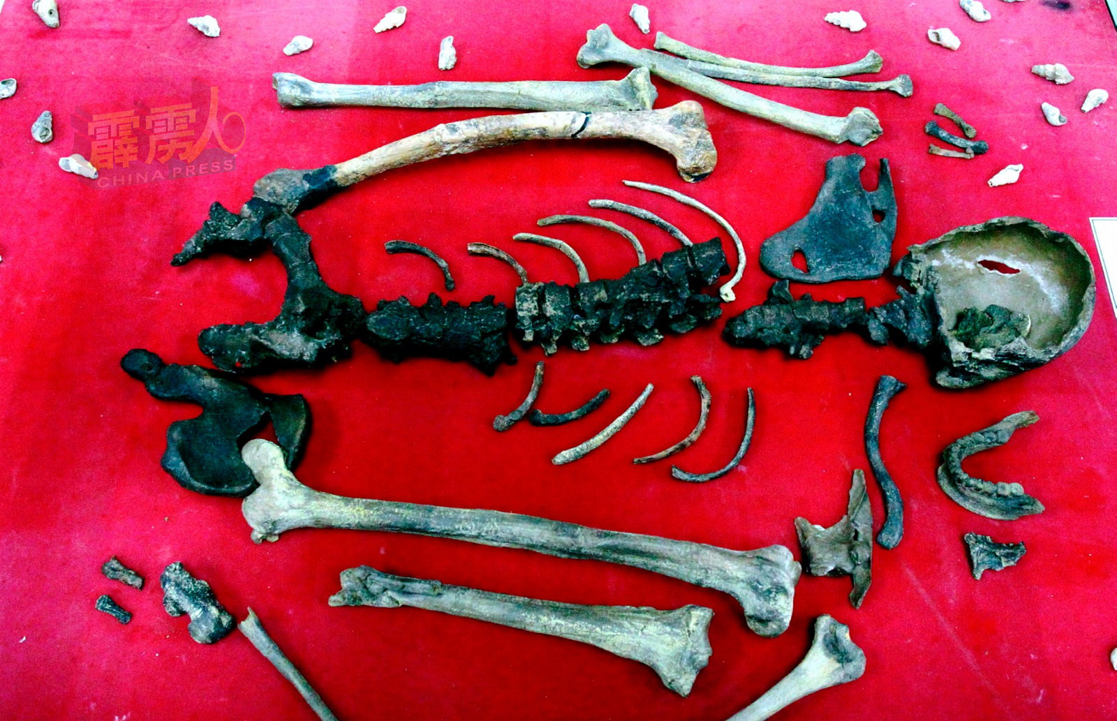 “霹雳人”估计活于1万至1万1000年前，是马来西亚最古老的人类，其骸骨复製品在玲珑考古珍藏展出。（马新社）