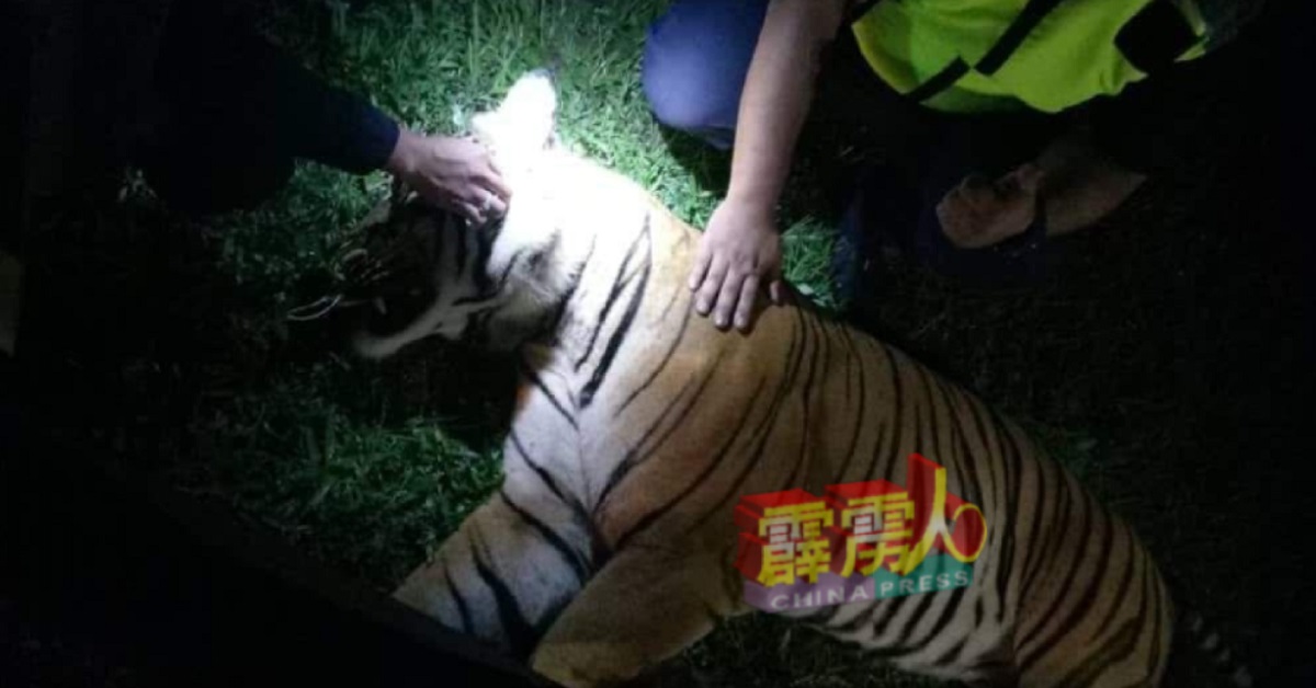 被撞毙的雄性老虎，年龄介于8至10岁。