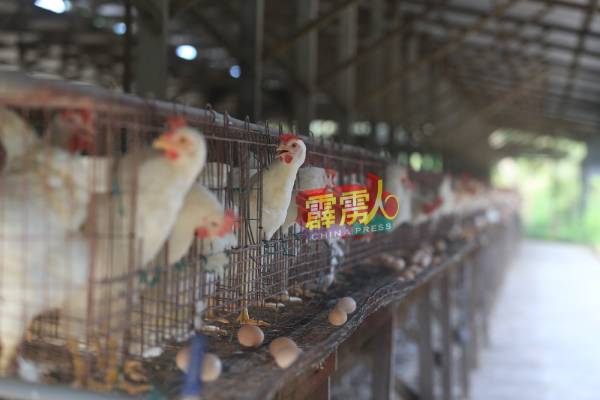 养殖场业者需在2026年前全面转型,採用封闭式养殖场。(档案照)