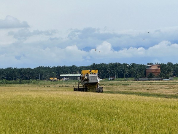 收割机正在“黄金海”里收割稻谷。