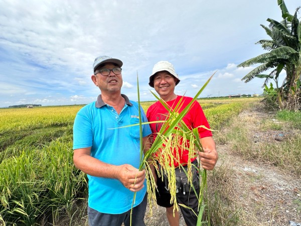 蔡顺兴（左）与庄坚铭（右），展示满饱的稻谷。