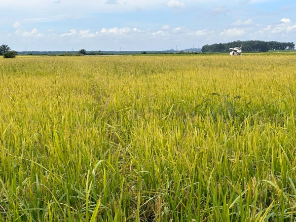 金灿灿的成熟稻谷，远看似一片“黄金海”。