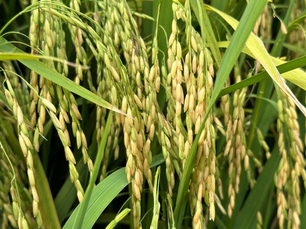 水闸的稻谷种植得漂亮饱满。